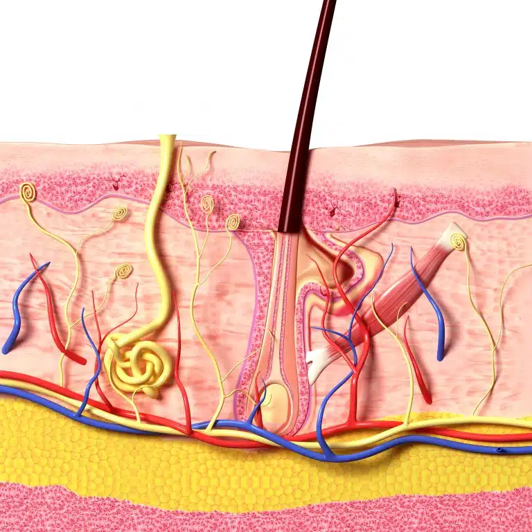 Anatomie de la peau et de l'hypoderme avec glande sudoripare (jaune)